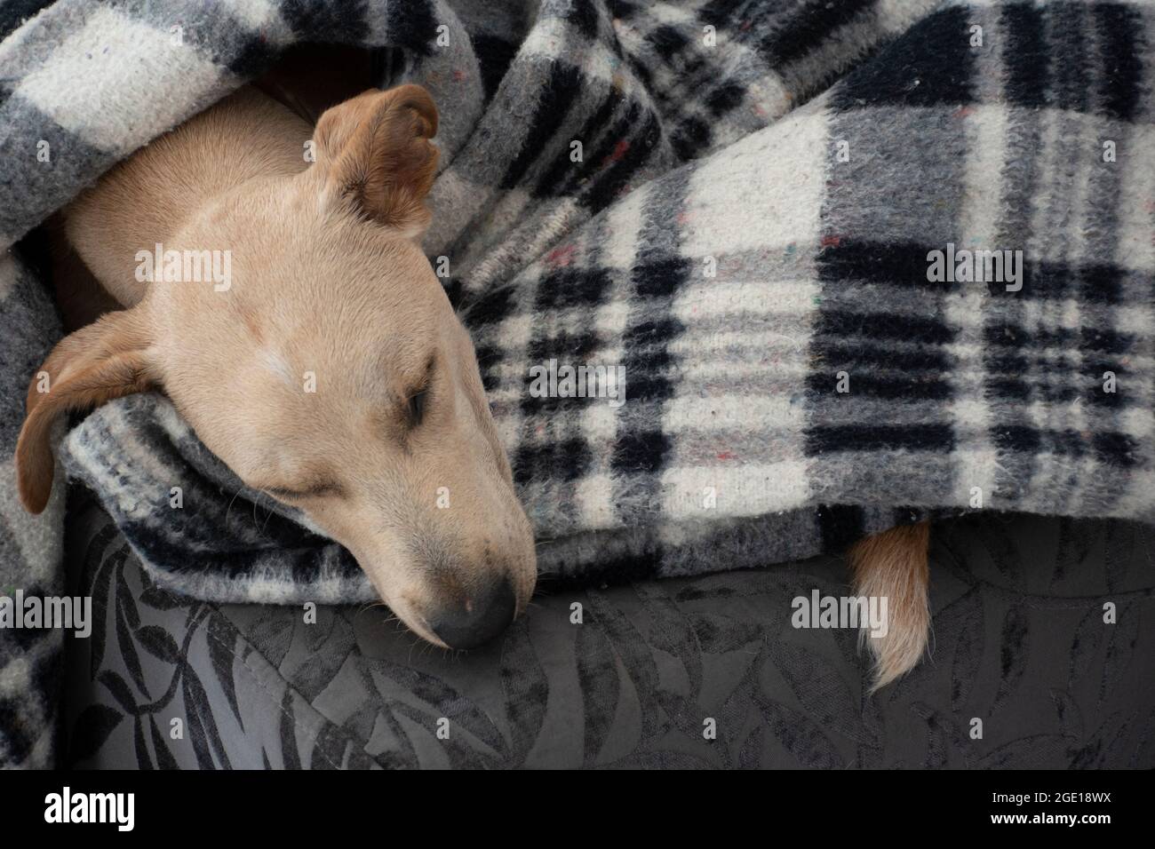Tired dog sleeping under blanket on ottoman, sheet covering most of