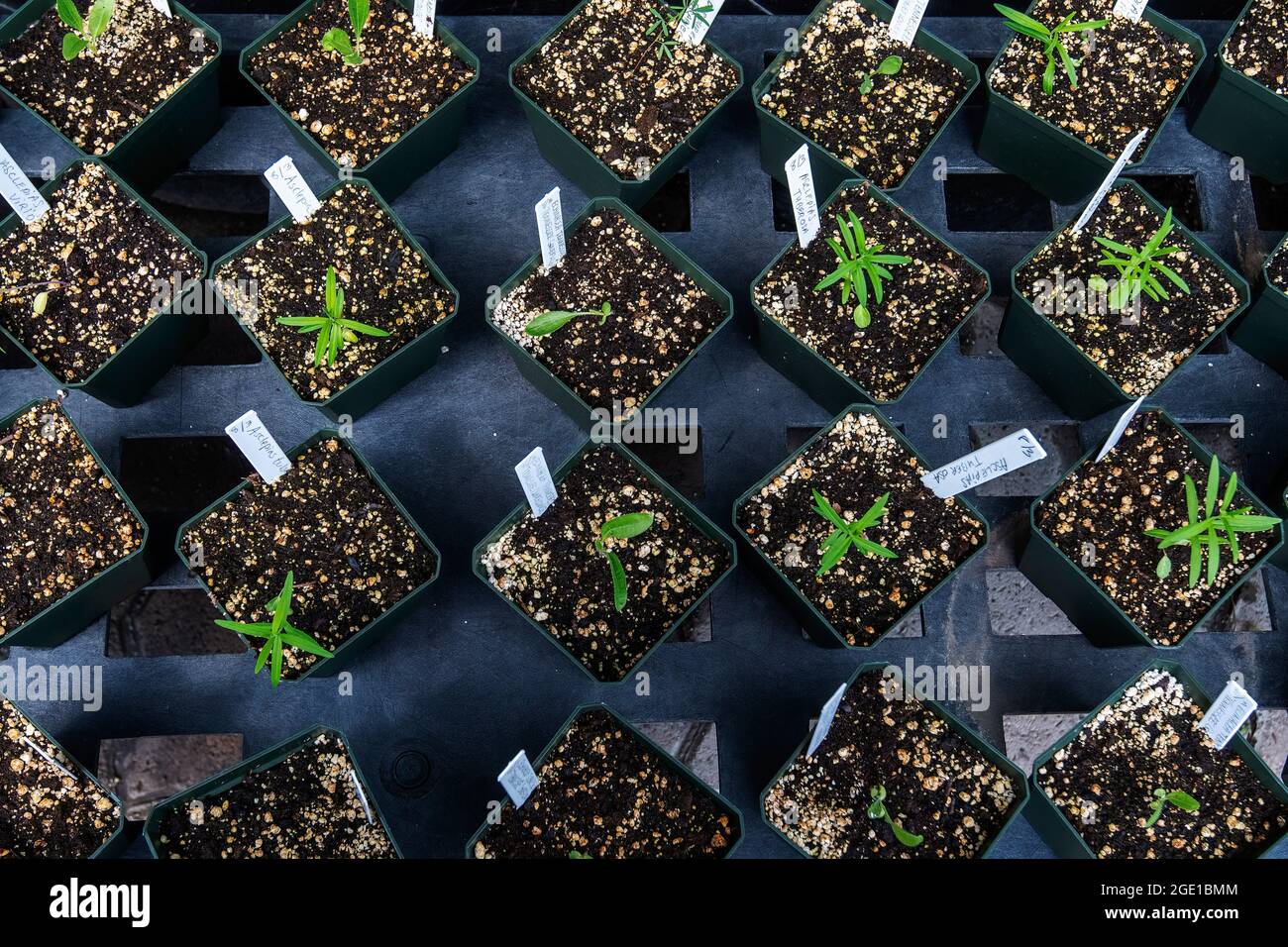 Potted young plants in greenhouse at Berkshire botanical Garden in