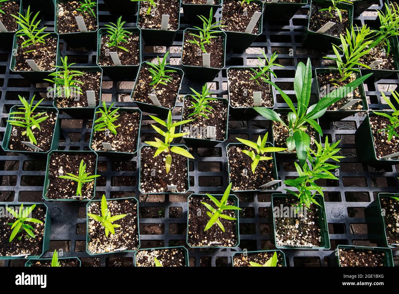Potted young plants in greenhouse at Berkshire botanical Garden in