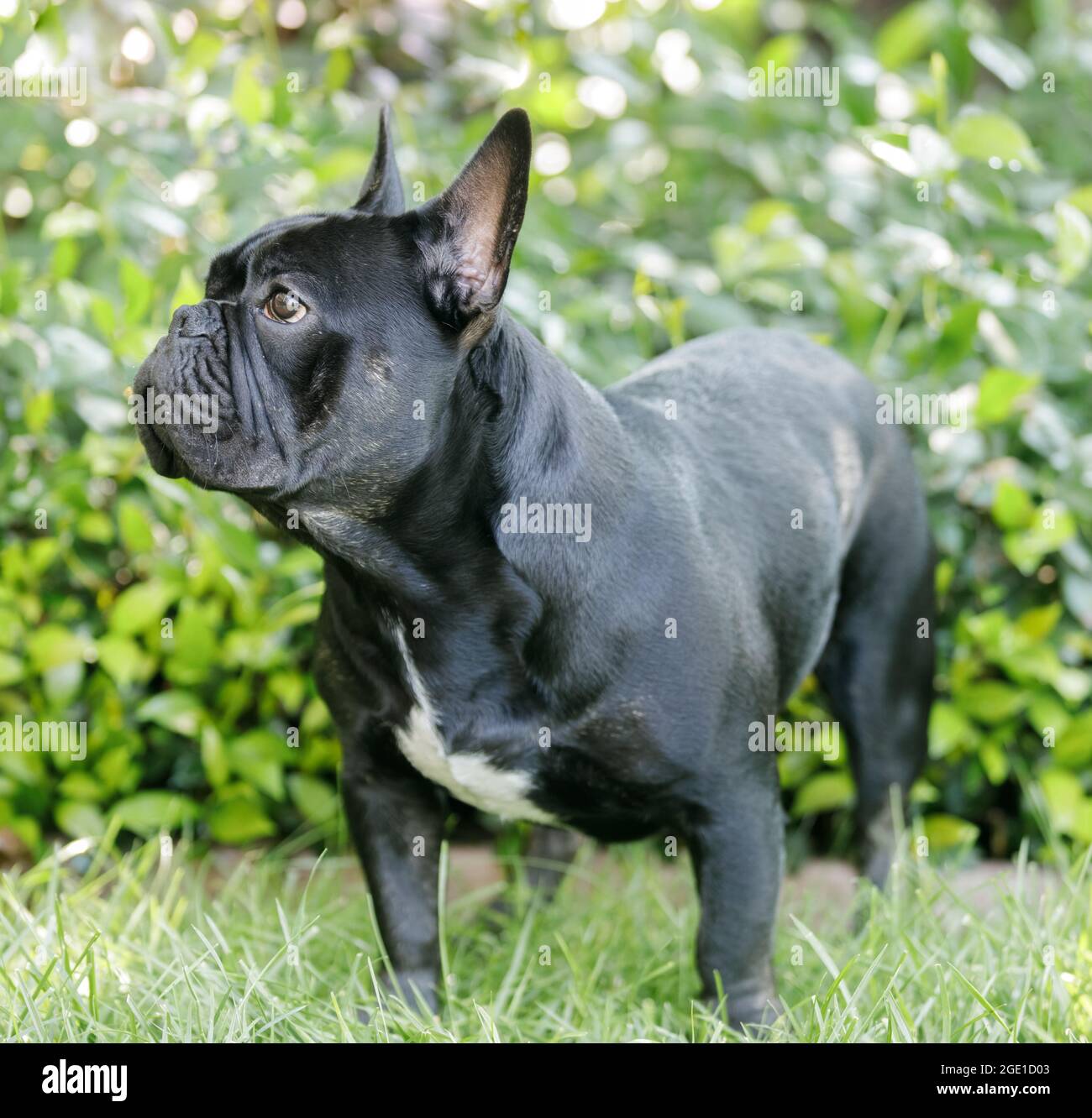 8-Months-Old black French Bulldog standing on grass and looking away. Off-leash dog park in Northern California. Stock Photo