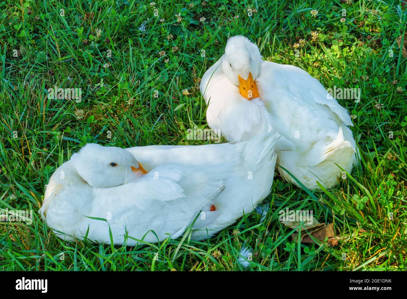 White domestic ducks in the  livestock area at the Booker T. Washington National Monument in Hardy, Virginia. Stock Photo