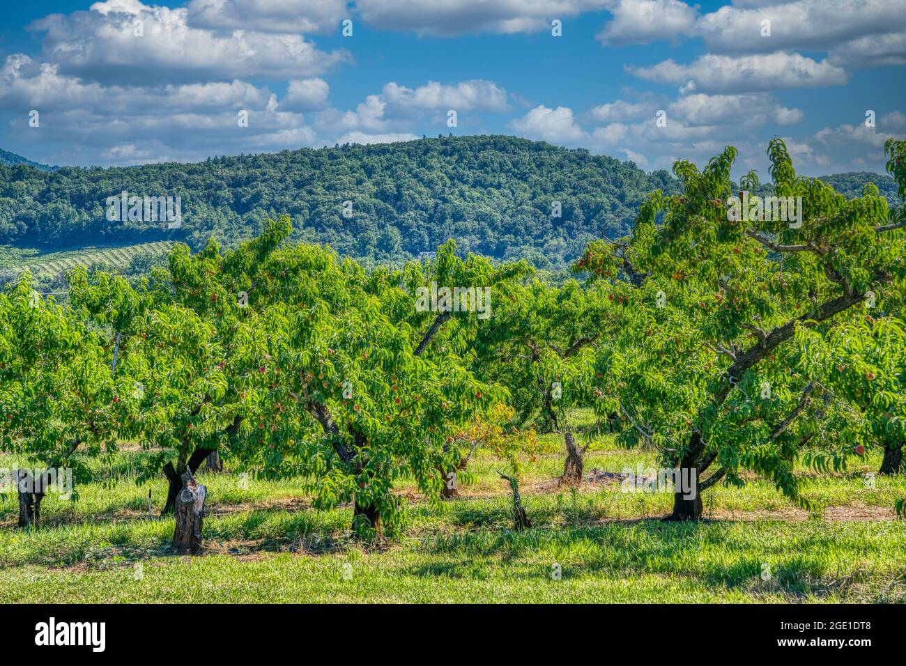 Learn About Peaches  Chiles Family Orchards