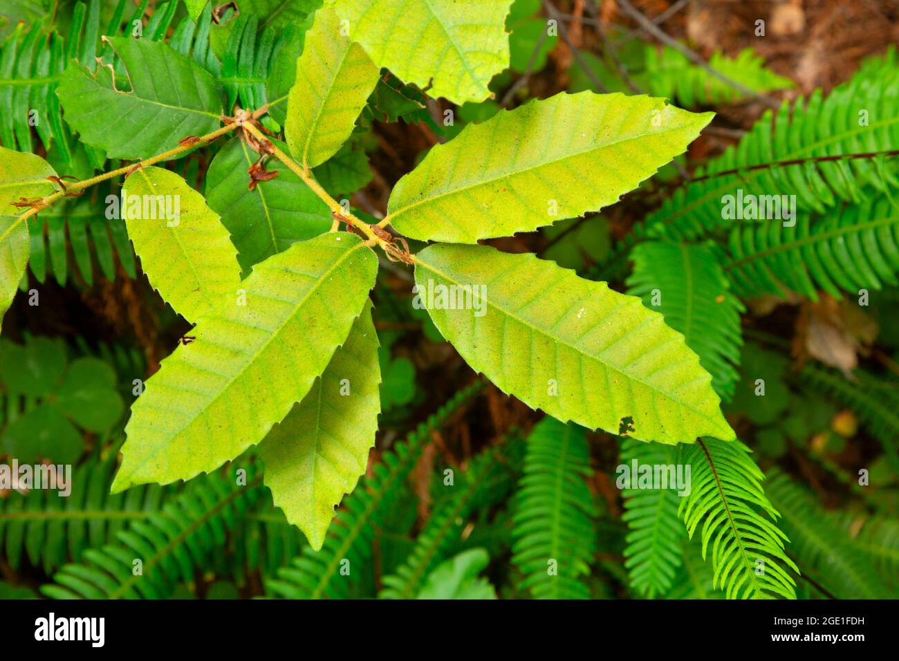 Tanoak leaves along Wellman Loop Trail, Jedediah Smith Redwoods State Park, Redwood National Park, California Stock Photo