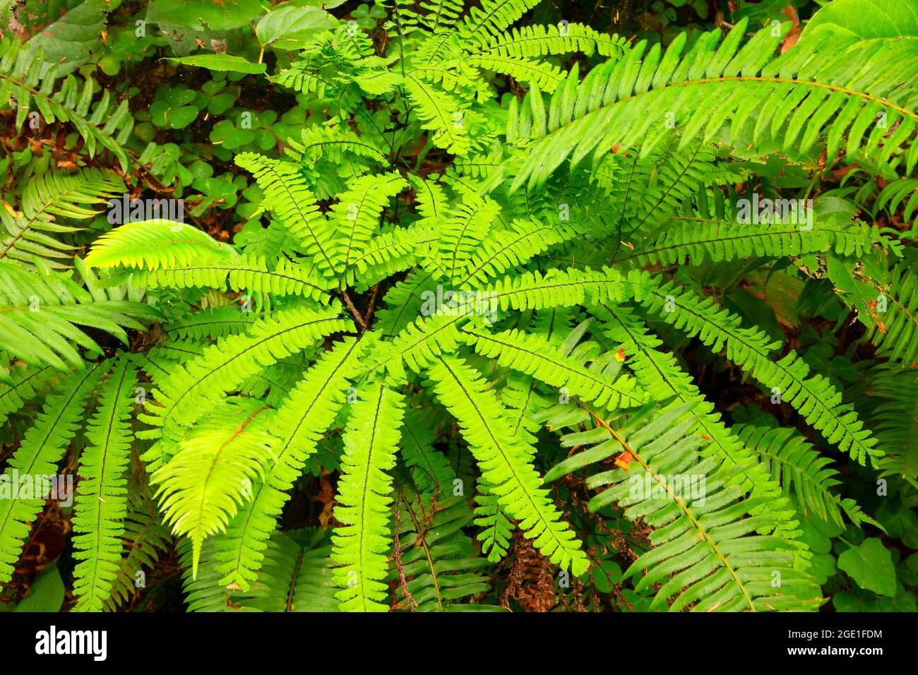 Five-finger fern along Wellman Loop Trail, Jedediah Smith Redwoods State Park, Redwood National Park, California Stock Photo