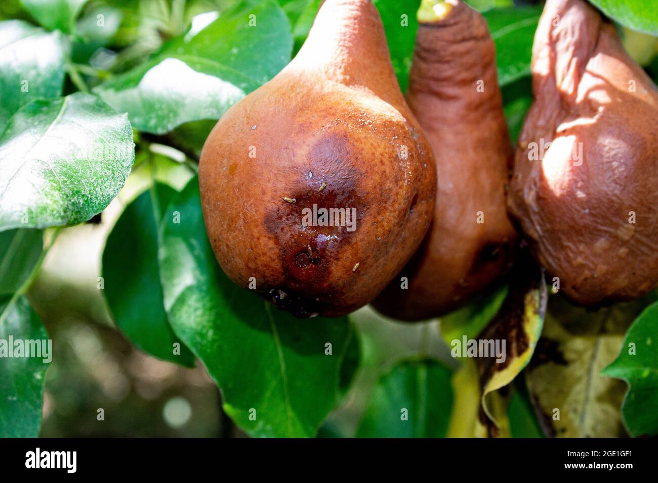 Rotten fruits on the tree. Spoiled pear fruits. Expired fruits