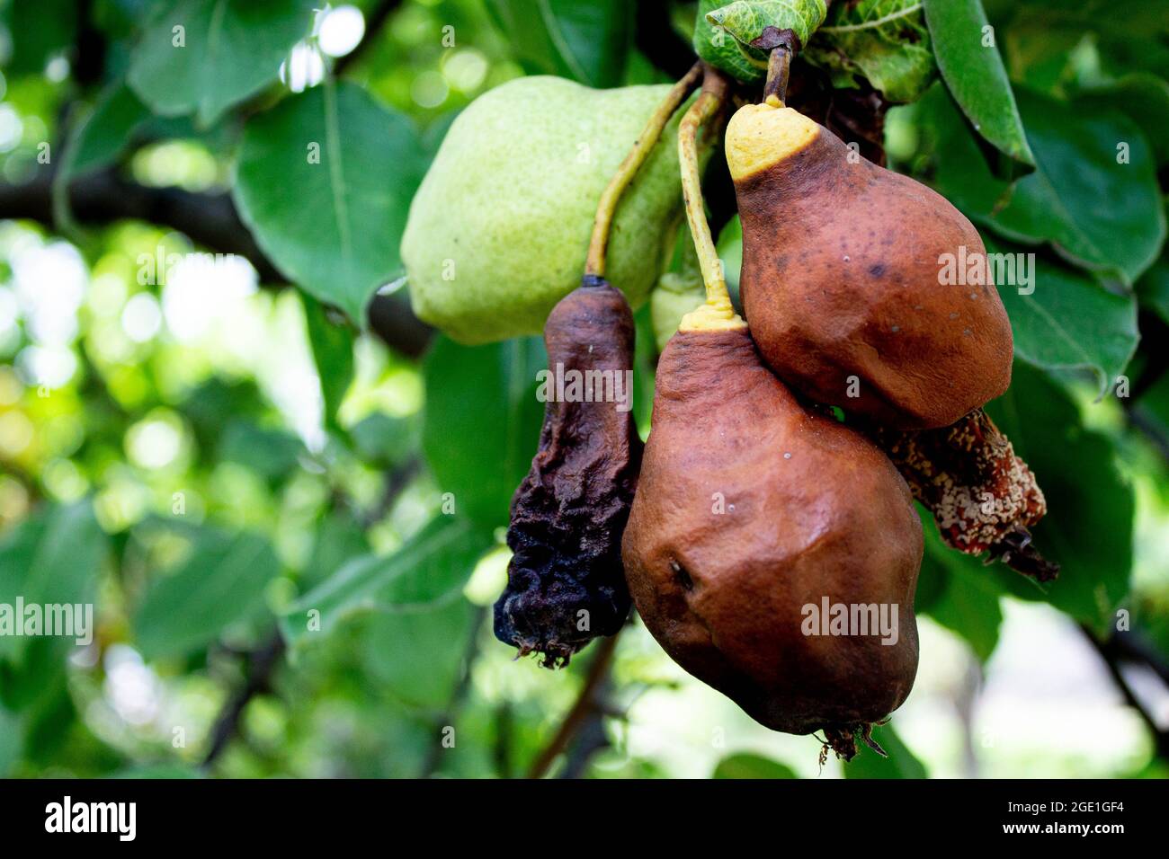 Rotten fruits on the tree. Spoiled pear fruits. Expired fruits