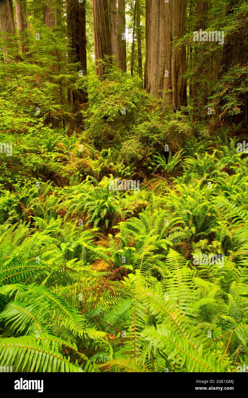 Western sword fern (Polystichum munitum) in Coast redwood forest ...