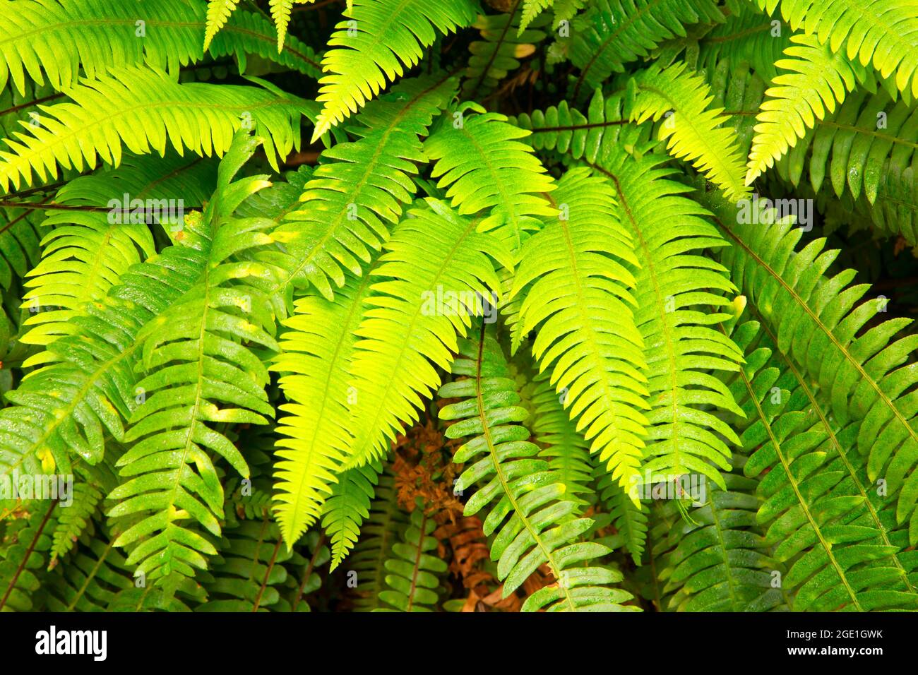 Deer fern (Blechnum spicant) along Simpson-Reed Discovery Trail ...