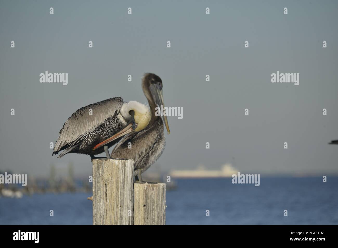 Male and Female Brown Pelicans Stock Photo