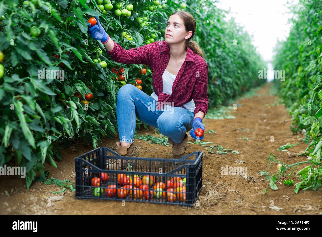 Female farmer harvests tomatoes in greenhouse Stock Photo - Alamy
