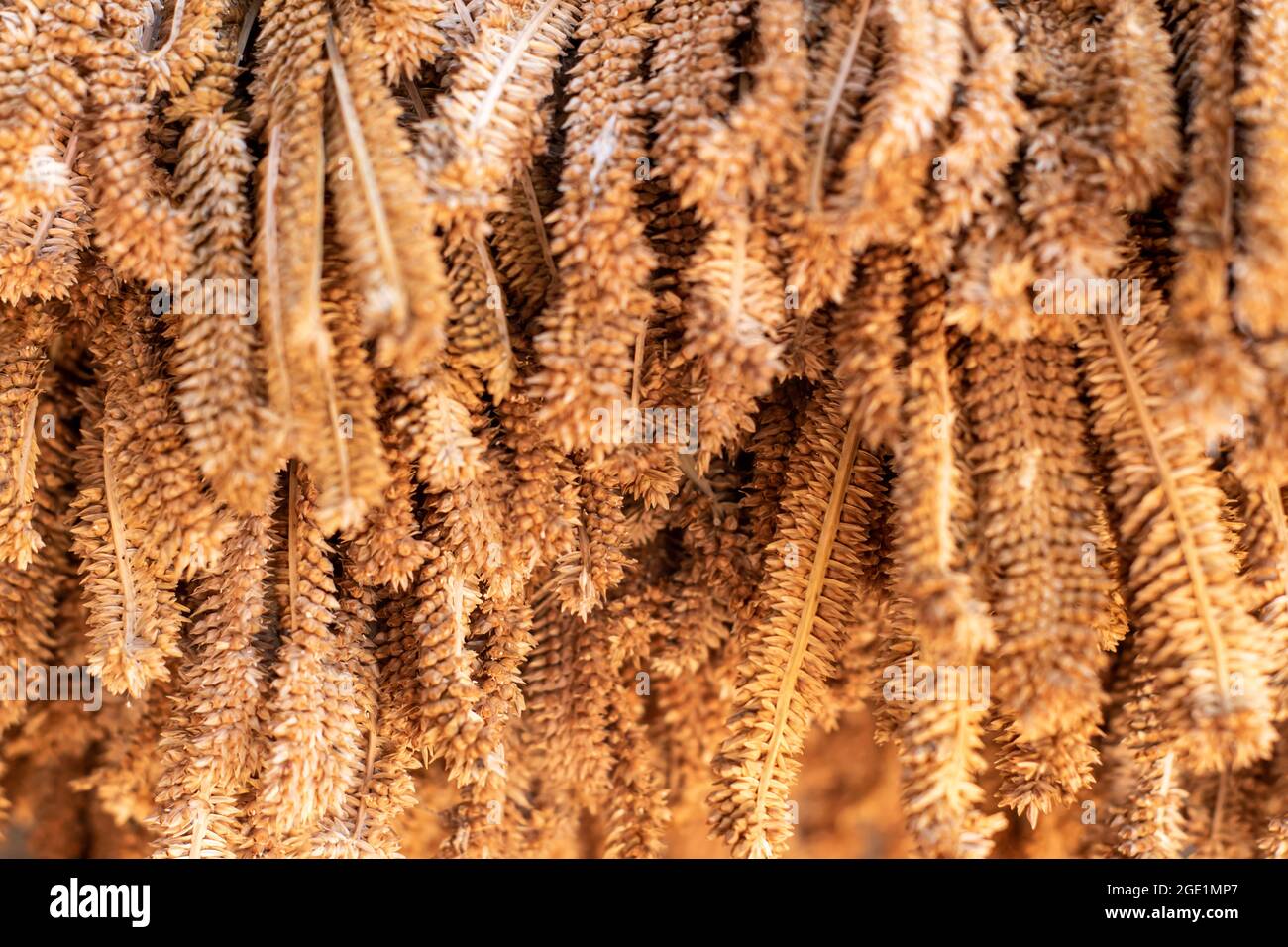 Millet plant crop hires stock photography and images Alamy
