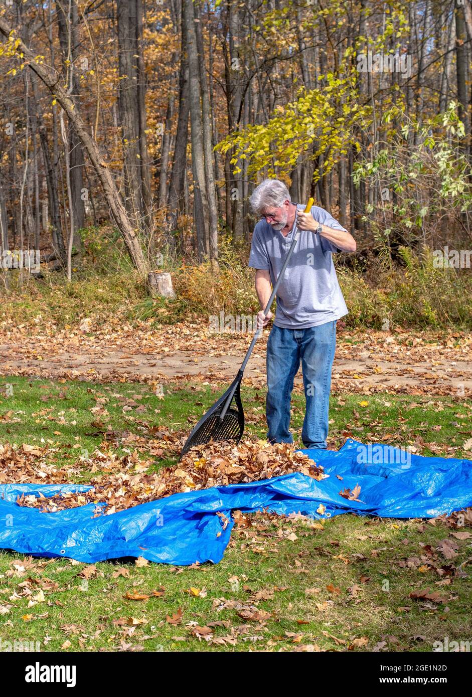 Older man rakes fallen leaves onto a plastic tarp for easy removal Stock Photo