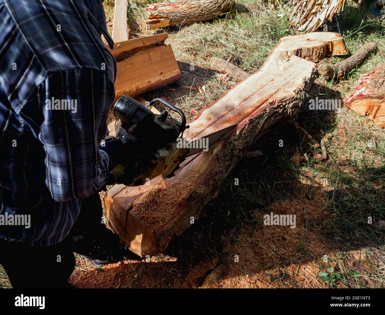 The big log, trees are being cut with old chainsaw by lumberjack worker