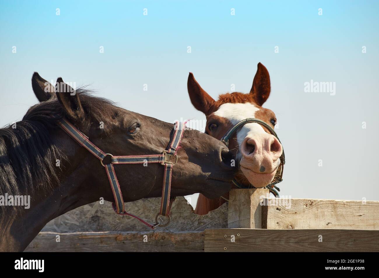 Kissing horses on a walk - selective focus image Stock Photo