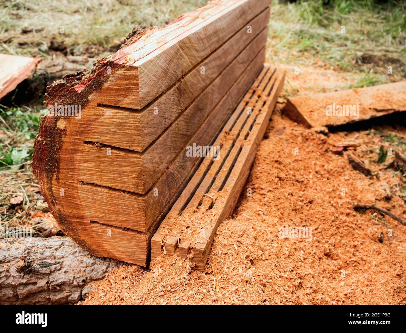 Close up smooth surface of big tree, log cut and processed by a