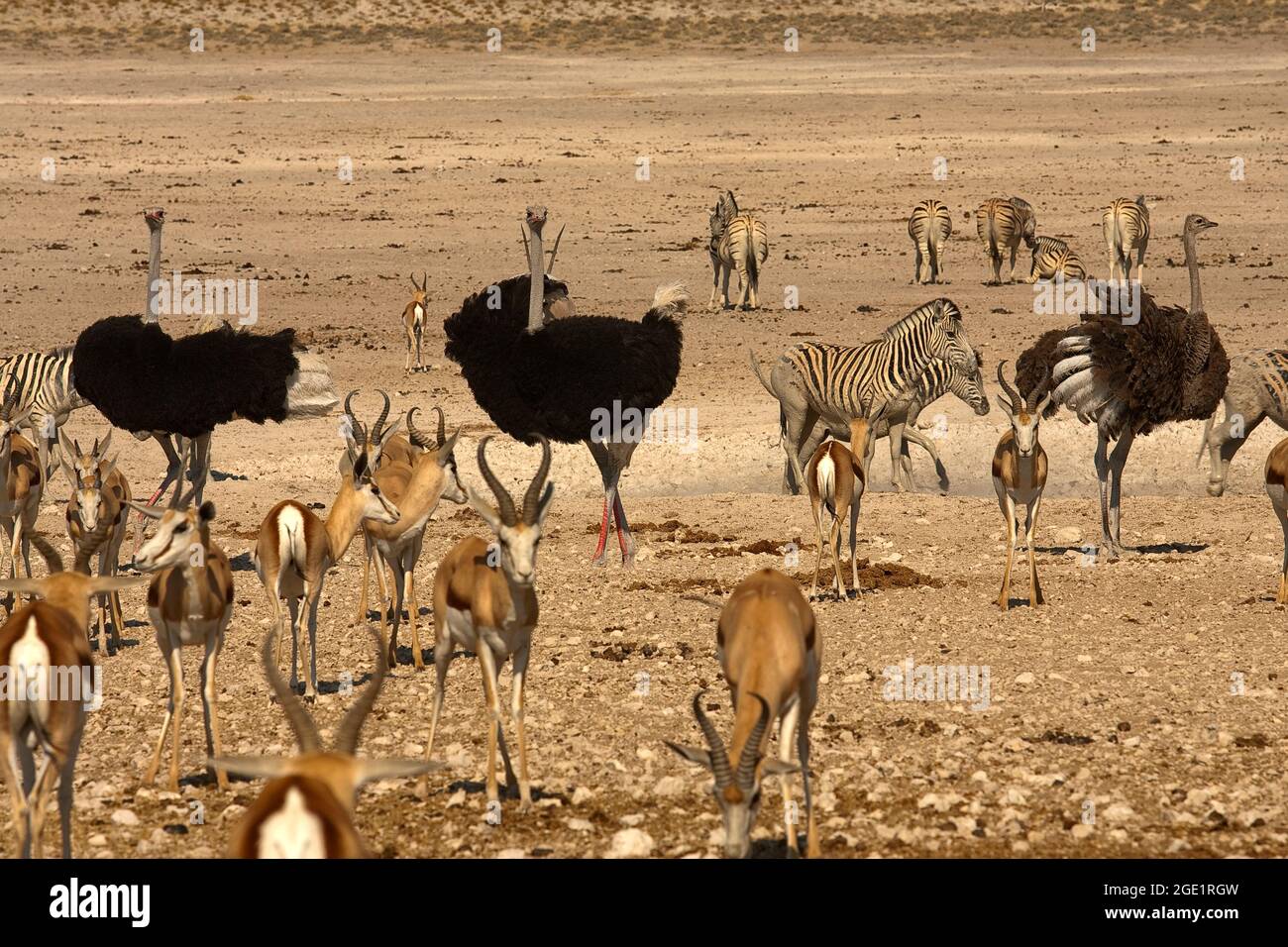 Zebra, ostrich, gemsbok and springbok at Nebrowni waterhole, Etosha