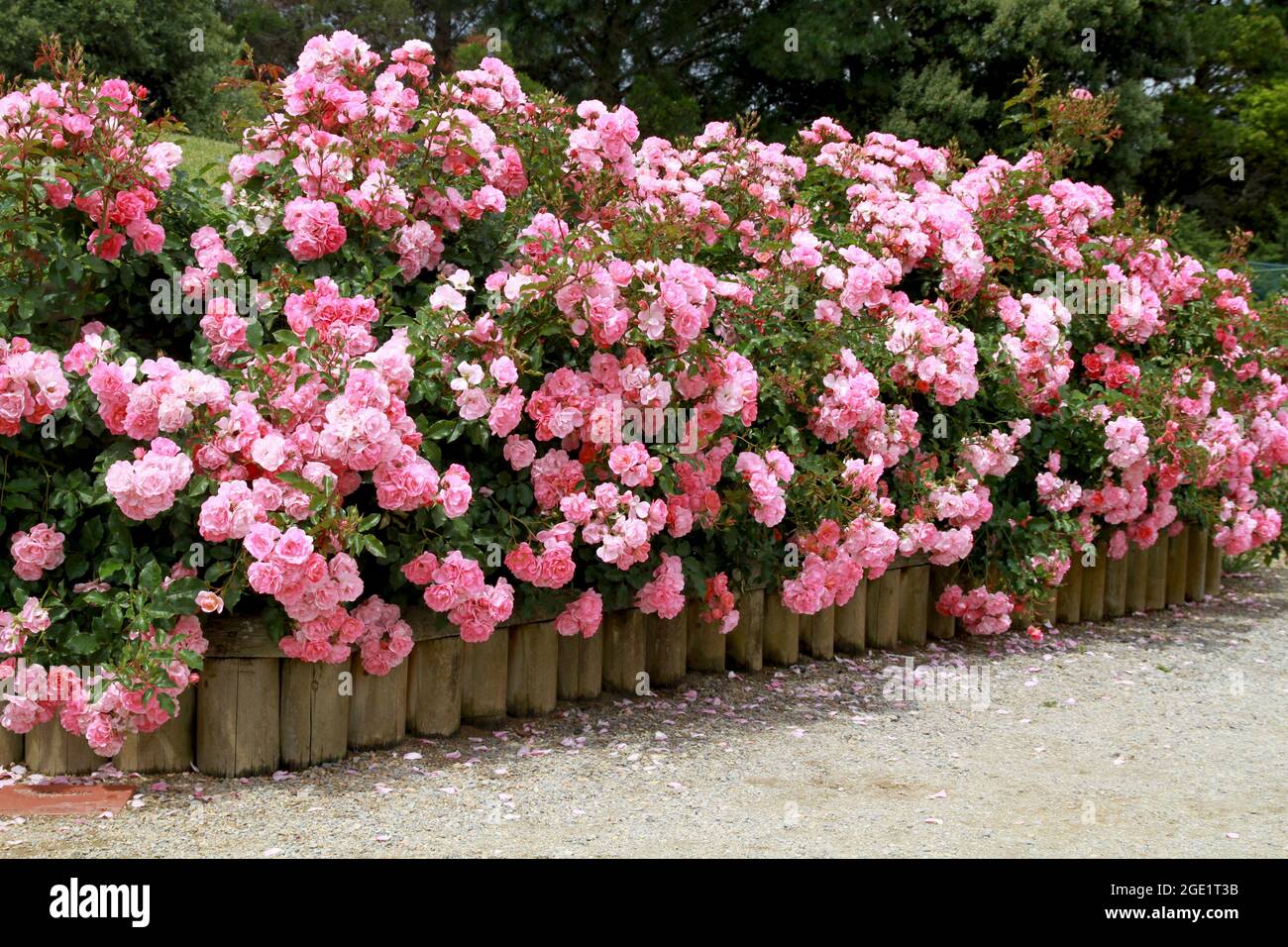 A garden bed of pink roses. Stock Photo