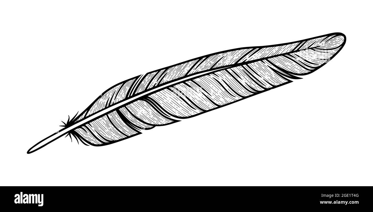 bird's feather graphic vector sketch Stock Vector Image & Art - Alamy