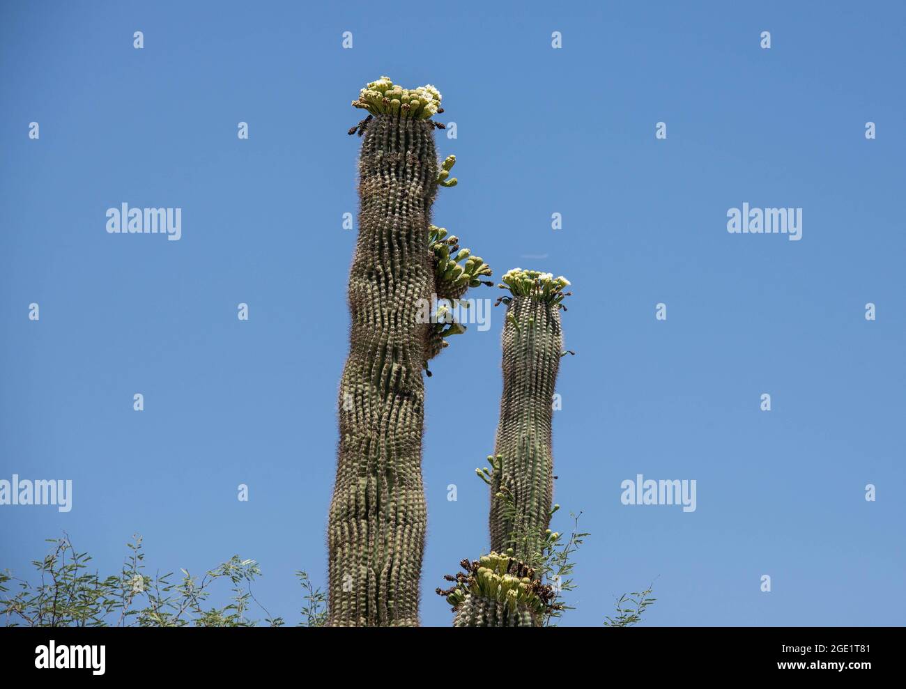 saguaro cactus (Carnegiea gigantea, Cereus giganteus), blooming, USA, Arizona, Sonoran Stock Photo