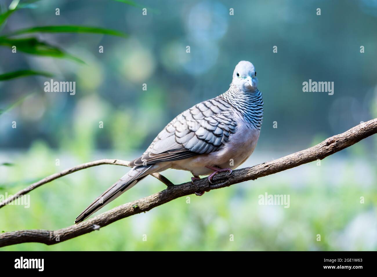 Australian  Peaceful Dove (Geopelia placida) at rest on a tree branch. Stock Photo