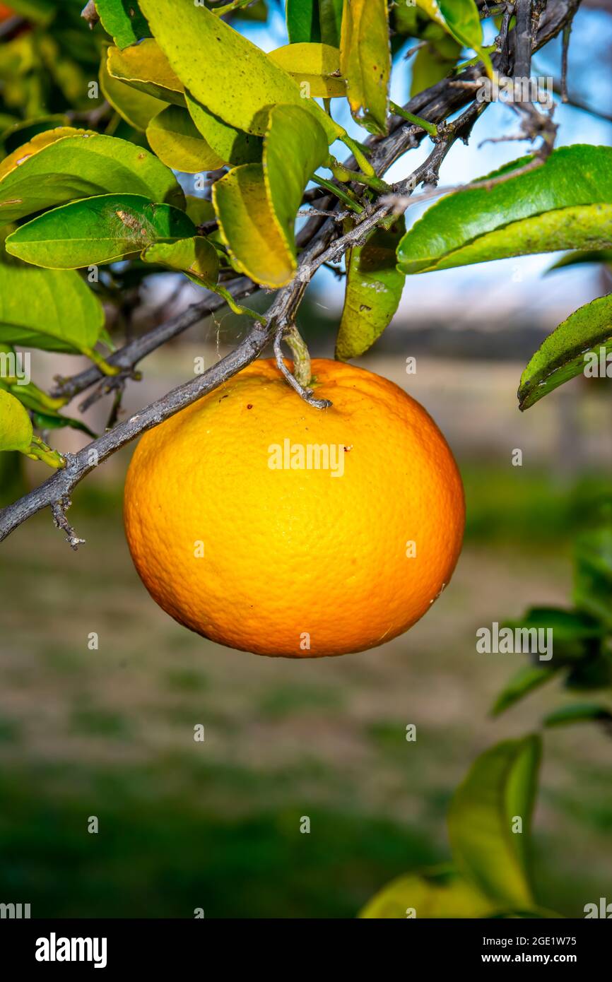 A Single Seville Orange growing on a tree. Citrus aurantium, Stock Photo