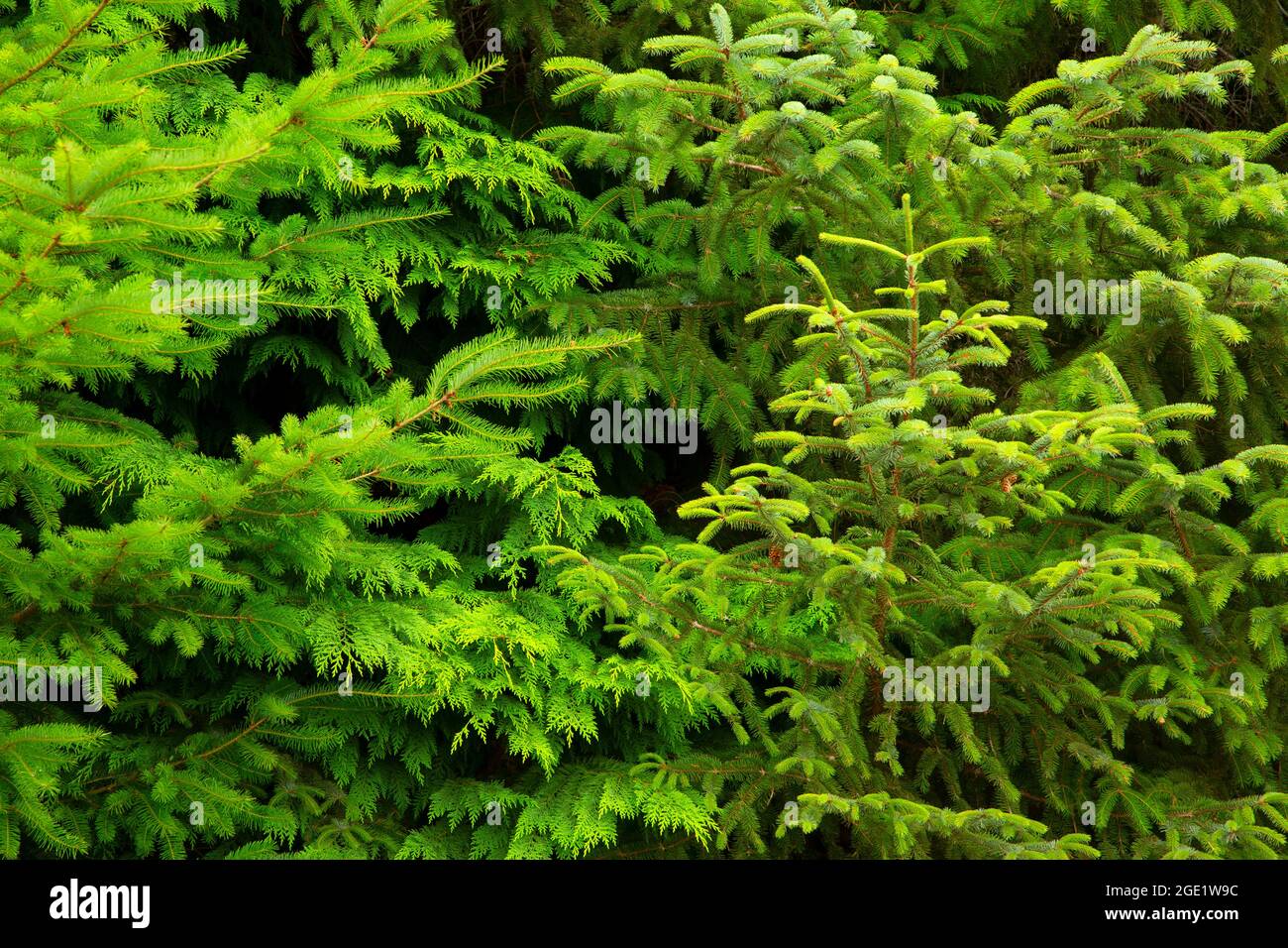 Evergreens along Myrtlewood Grove Nature Trail, Bandon Marsh National Wildlife Refuge, Ni-les'tun Unit, Oregon Stock Photo