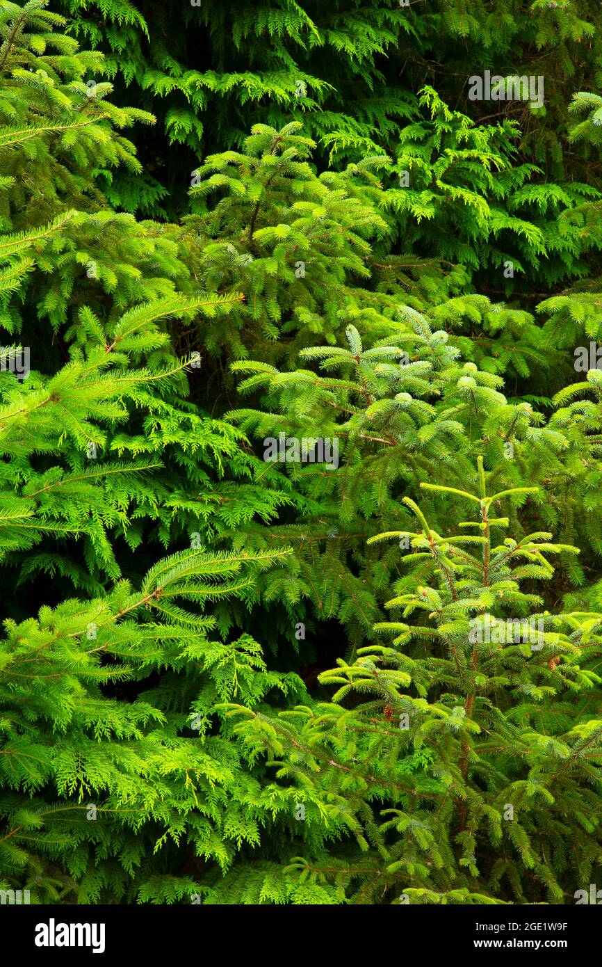 Evergreens along Myrtlewood Grove Nature Trail, Bandon Marsh National Wildlife Refuge, Ni-les'tun Unit, Oregon Stock Photo
