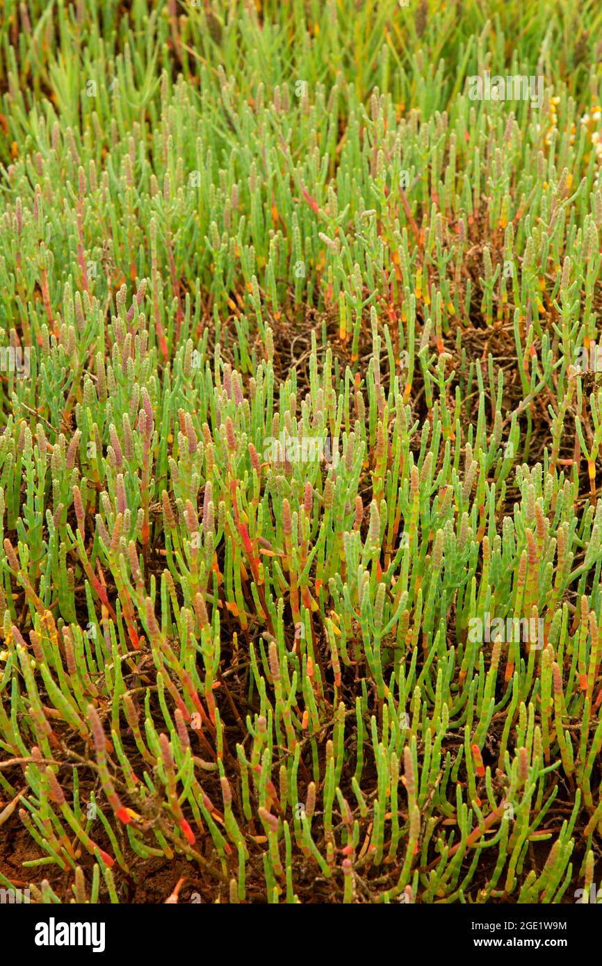 Picklewood (Salicornia virginica) along Marsh Trail, Bandon Marsh National Wildlife Refuge, Ni-les'tun Unit, Oregon Stock Photo