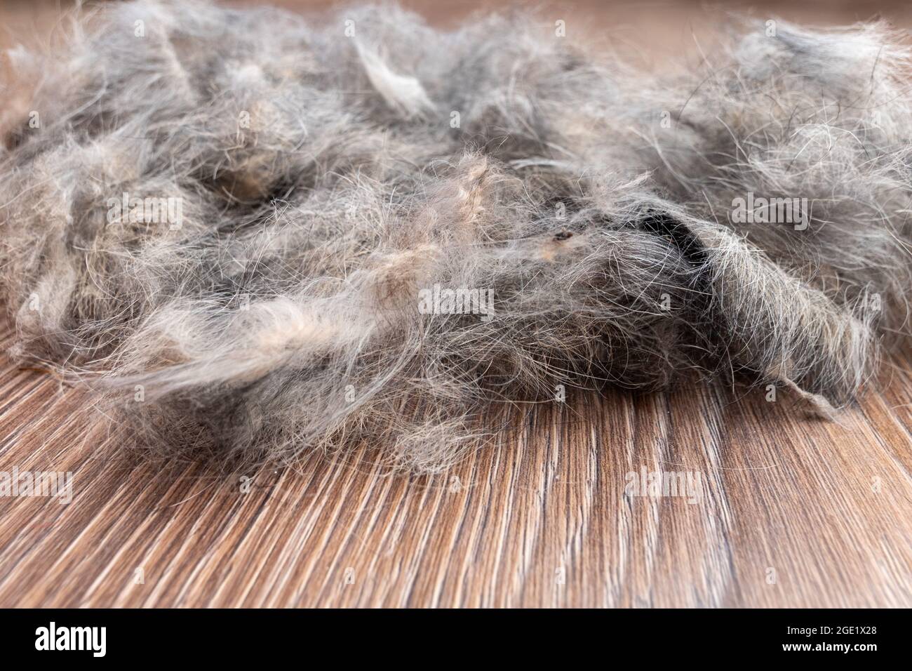 Home cleaning pets fur concept. Close-up of pet hair for cleaning. Allergy to wool, dust concept. Stock Photo