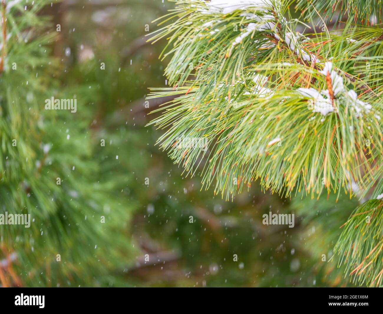 Coniferous branch with long needles covered with white fluffy snow hi ...