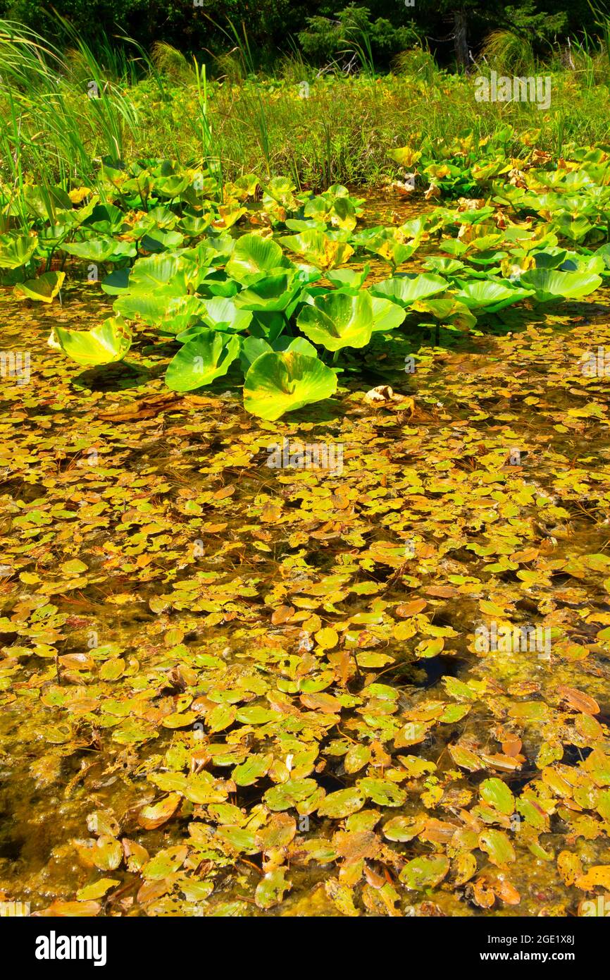 Yellow pond lilies at Bradley Lake, Bradley Lake County Park, Bandon ...