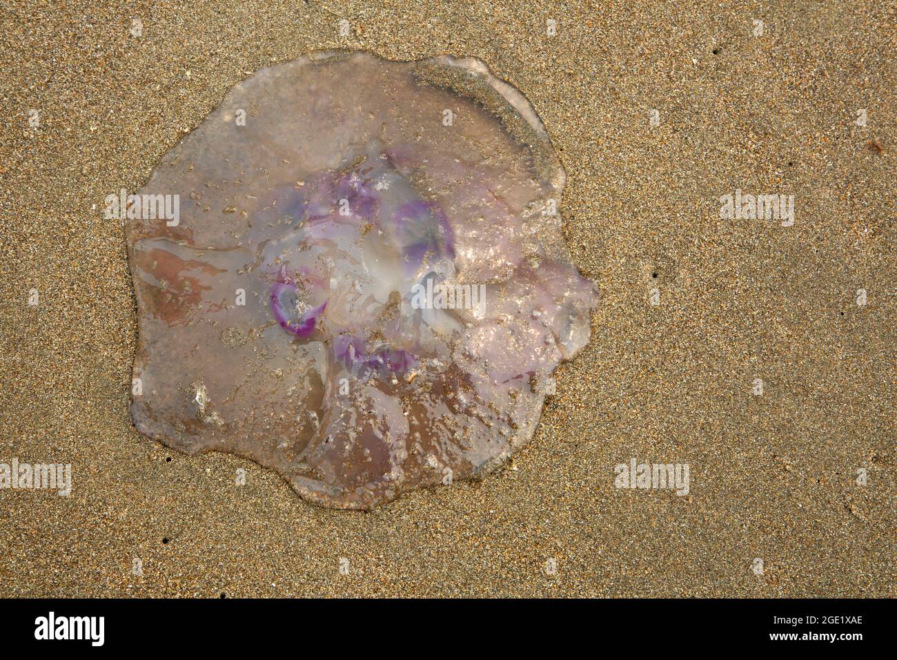 Jellyfish on Dock Beach, Port Orford, Oregon Stock Photo