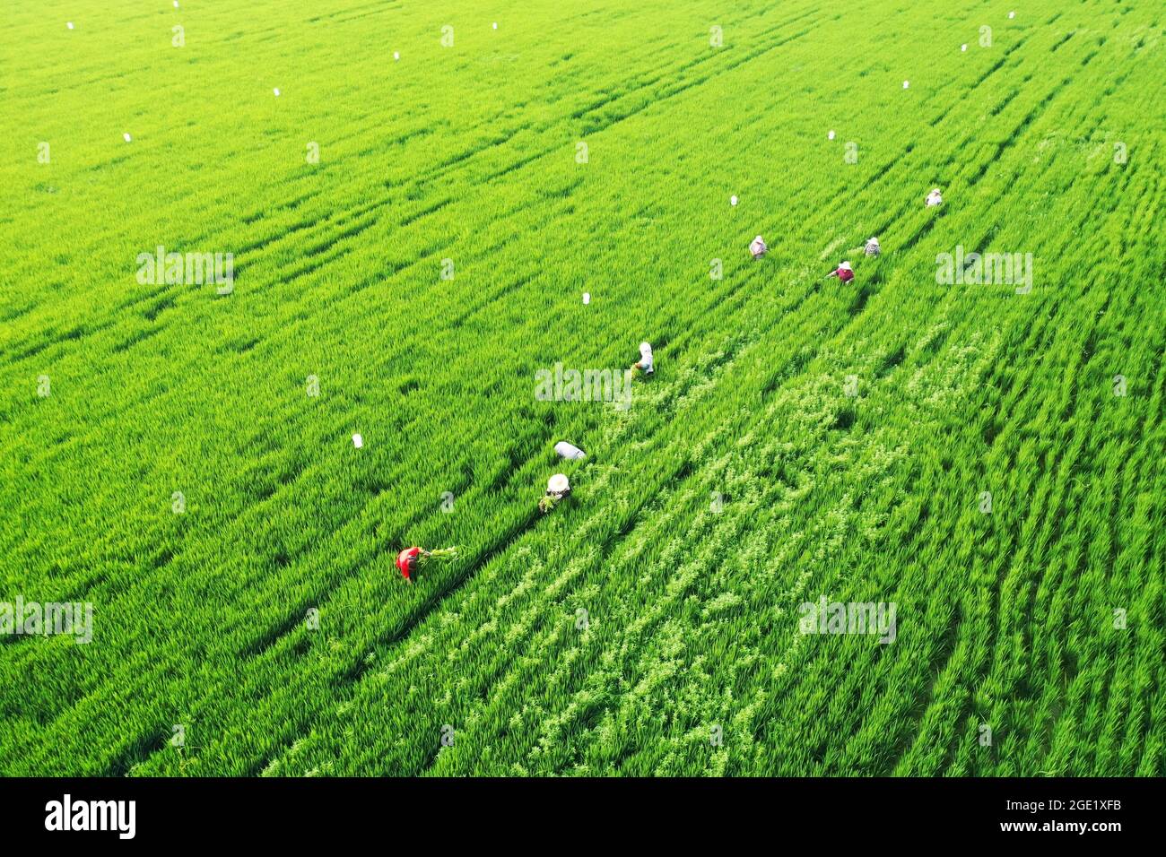 Chinese Rice Trap SUQIAN, CHINA - AUGUST 16, 2021 - Workers pull weeds from a rice field ...
