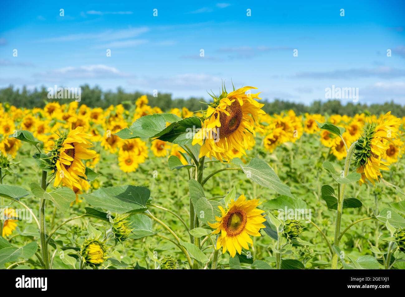 Field with beautiful yellow sunflowers against a blue sky with fluffy ...