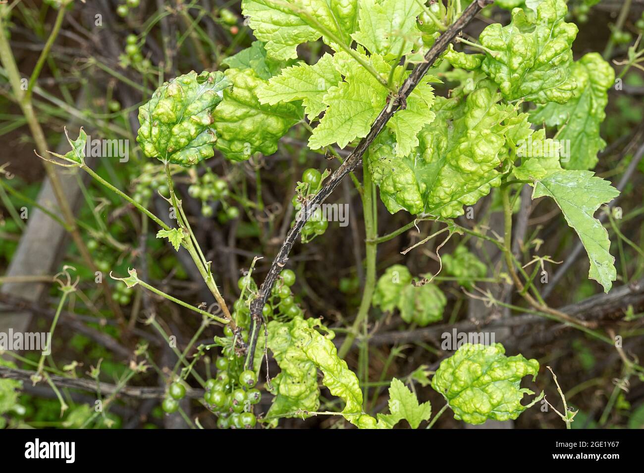 Diseases and pests of berry bushes . Gall Aphid on currants. Damaged leaves  on a red currant Stock Photo - Alamy