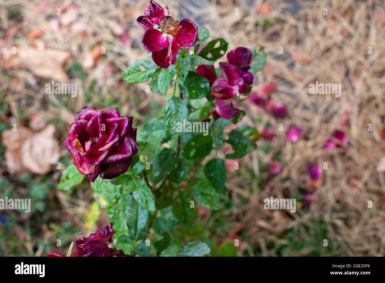 Old roses in autumn garden. Rose bush with maroon flowers and faded petals lying on ground with pine needles, corner with unfocused background Stock Photo