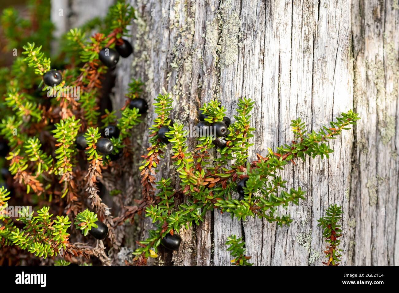 Ripe berries of crowberry (Empetrum nigrum) ready for picking during autumn in Finnish nature Stock Photo