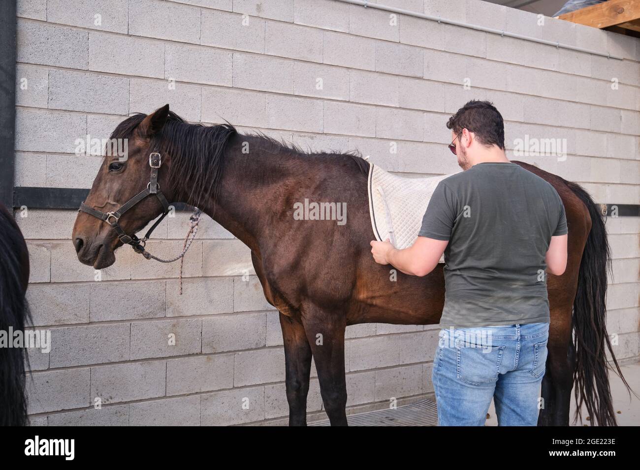 Young latin man putting on the saddle blanket to his horse Stock Photo