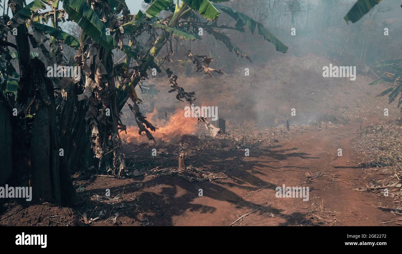 Global warming crisis. Slash and burn agriculture. Climate change, deforestation. Stock Photo