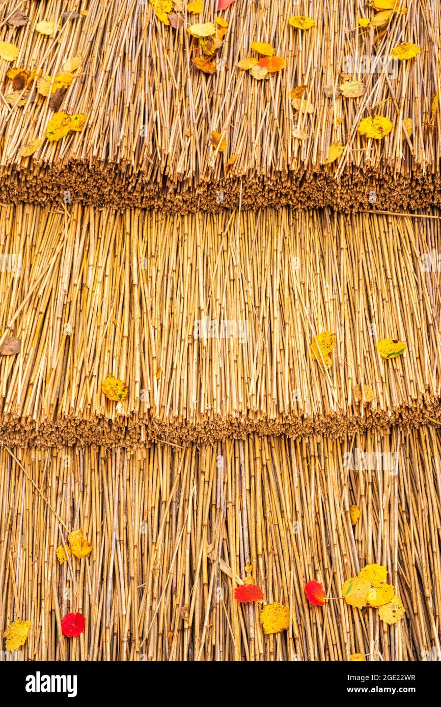 Autumn leaves on a thatched roof Stock Photo - Alamy