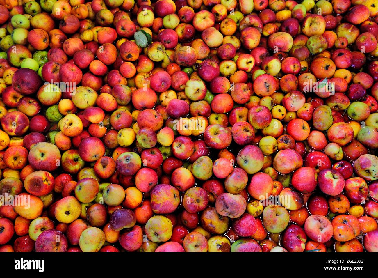 FRANCE, SEINE-ET-MARNE (77), COUNTRY OF BRIE, VERDELOT, FARM OF BONNERIE, GROWER OF APPLES, CIDER AND APPLE JUICE, PRESSING APPLES BROUGHT BY VISITORS Stock Photo