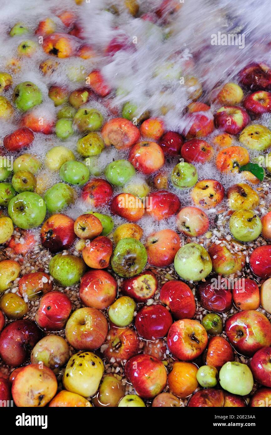 FRANCE, SEINE-ET-MARNE (77), COUNTRY OF BRIE, VERDELOT, FARM OF BONNERIE, GROWER OF APPLES, CIDER AND APPLE JUICE, PRESSING APPLES BROUGHT BY VISITORS Stock Photo