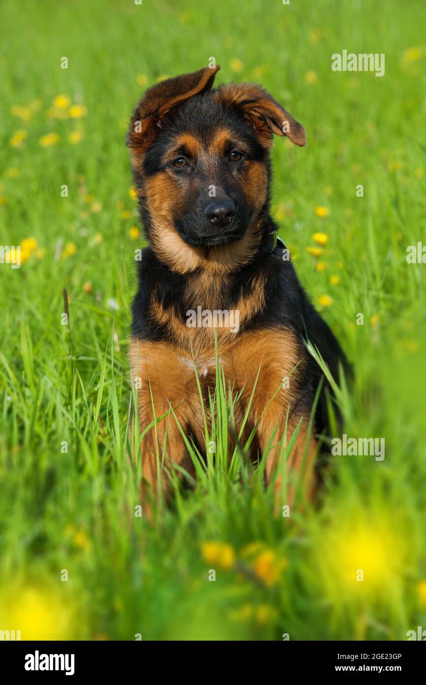 German shepherd puppy in a summer meadow Stock Photo - Alamy