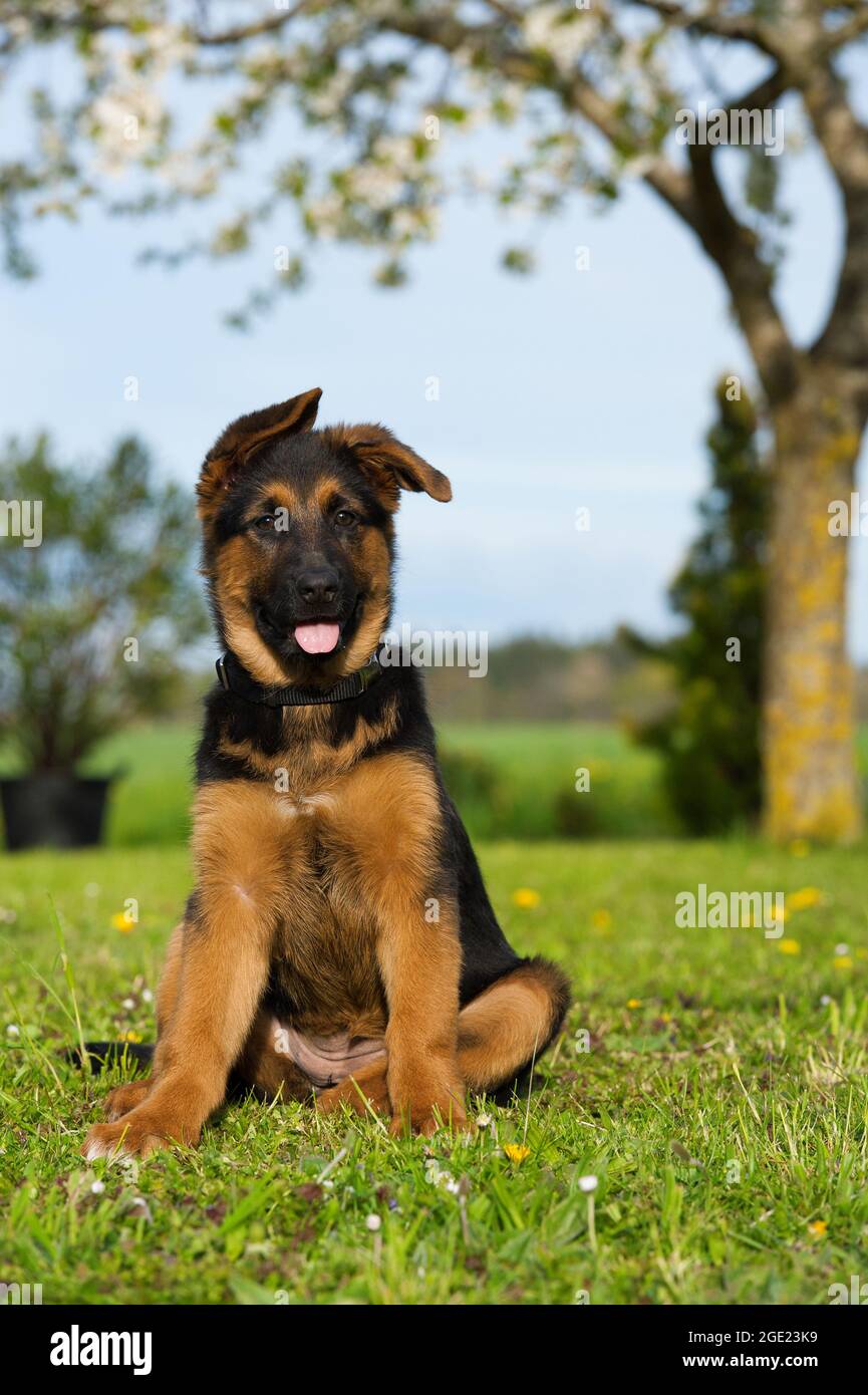 German shepherd puppy in a summer meadow Stock Photo
