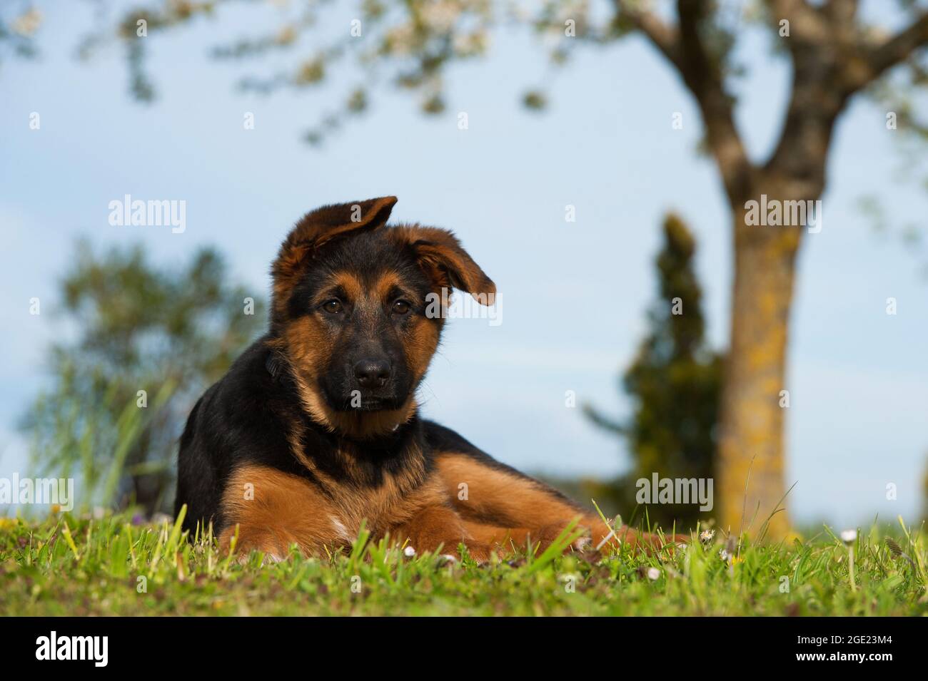 German shepherd puppy in a summer meadow Stock Photo - Alamy