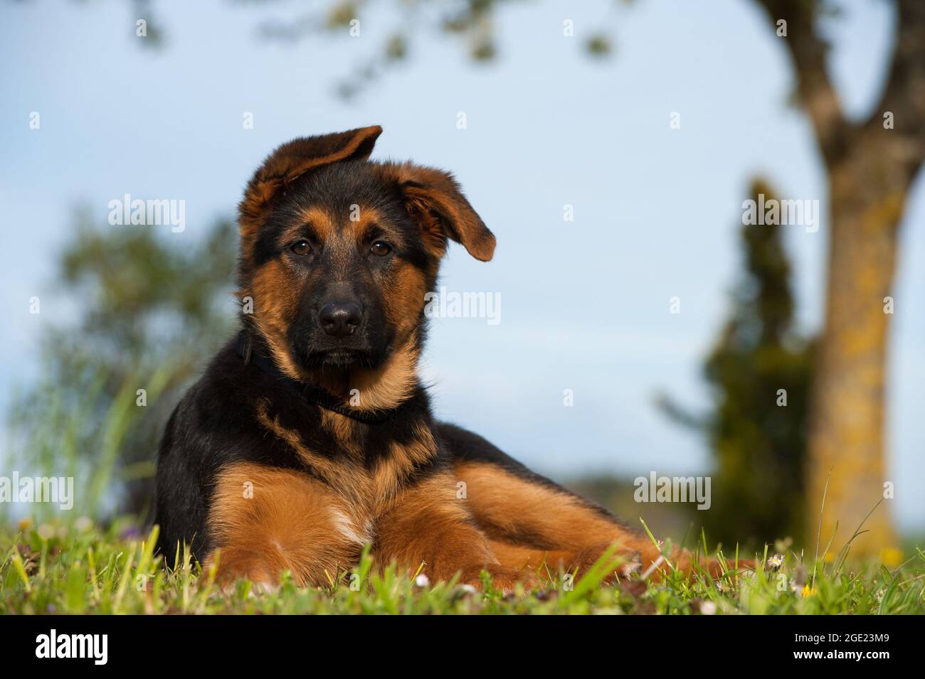 German shepherd puppy in a summer meadow Stock Photo