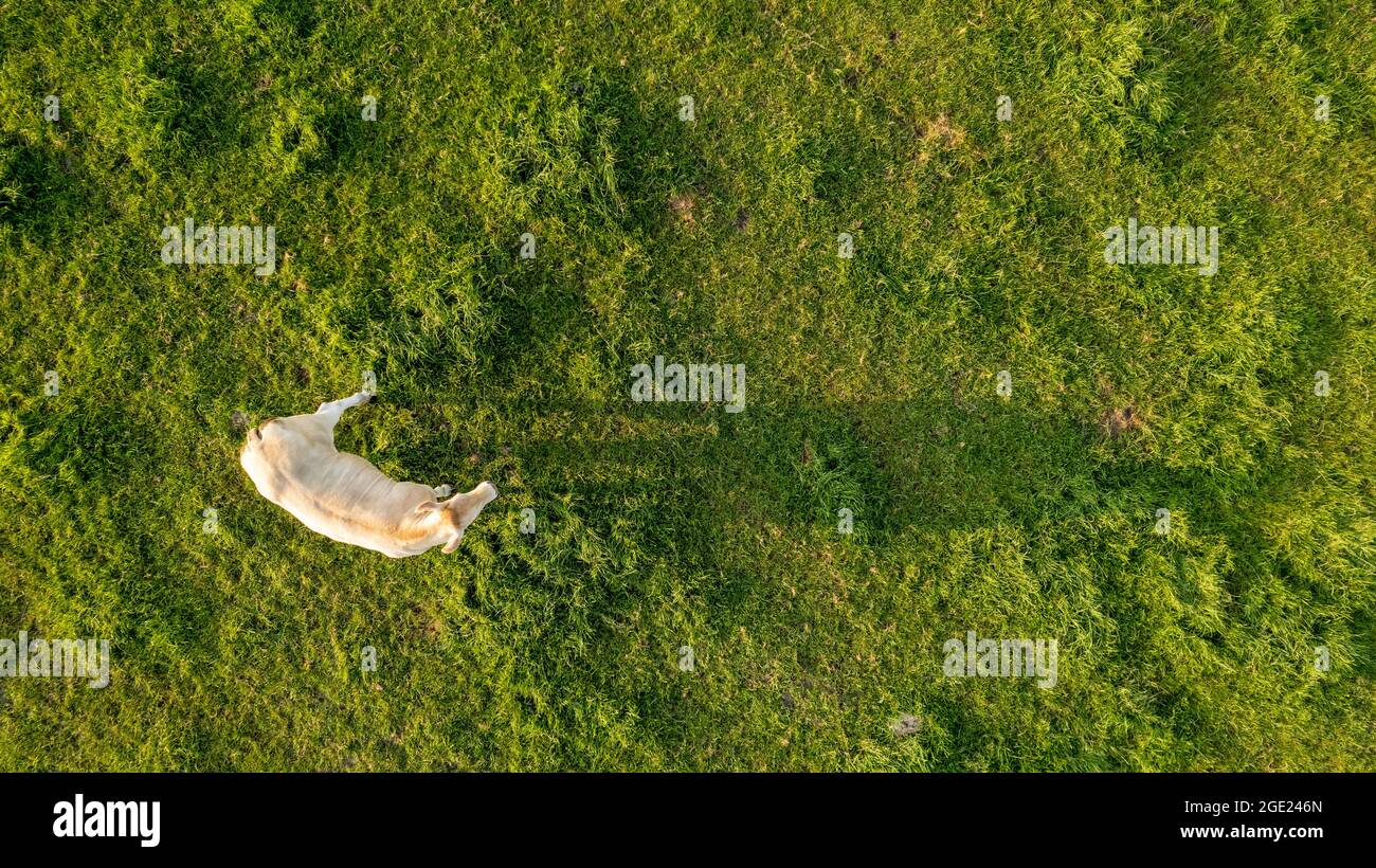 Drone photo grazing cows hi-res stock photography and images - Alamy