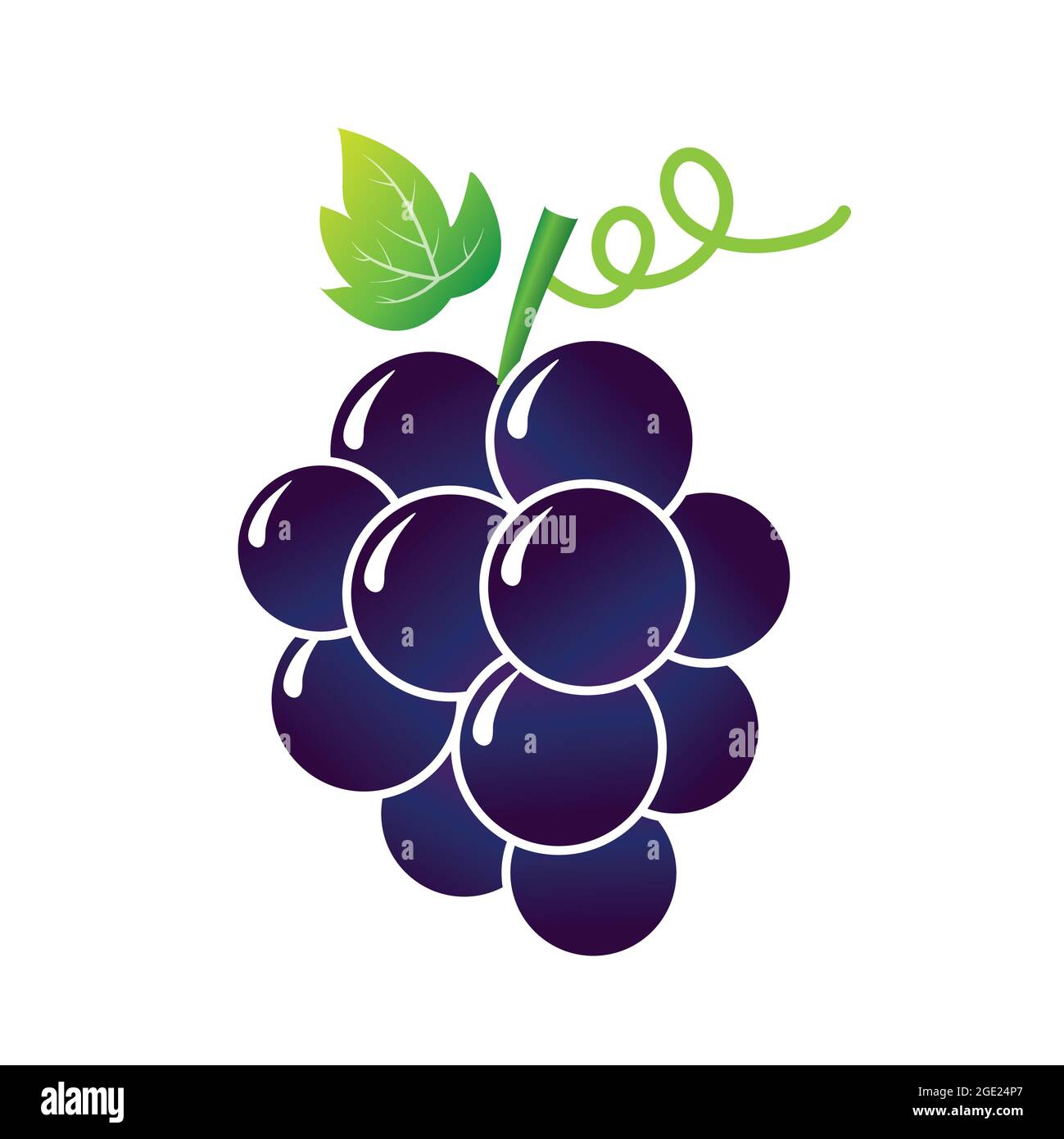 Wine grapes, table grapes. Fresh grape bunch vector isolated on white