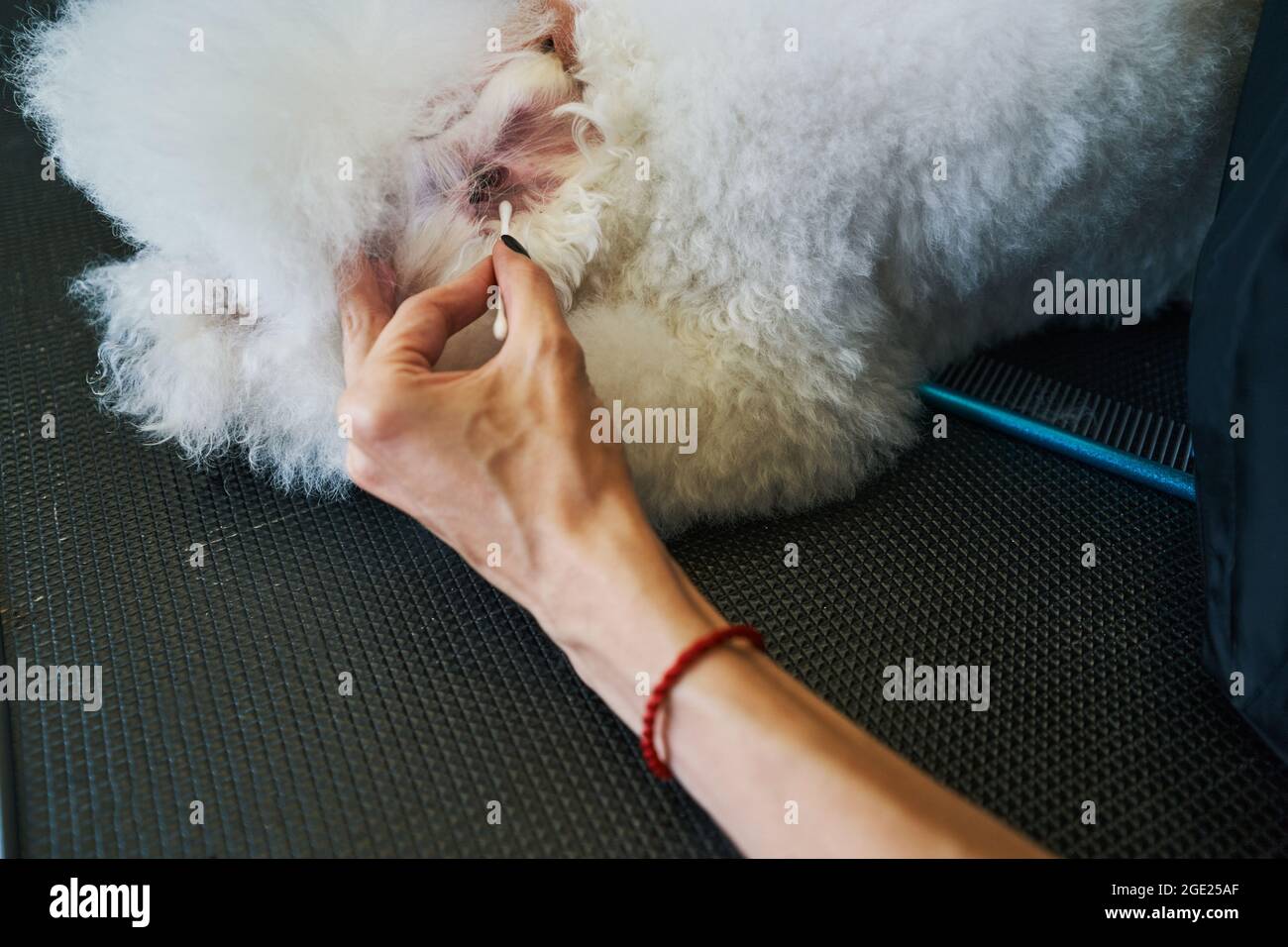 Healthy pets must have their ears cleaned Stock Photo Alamy