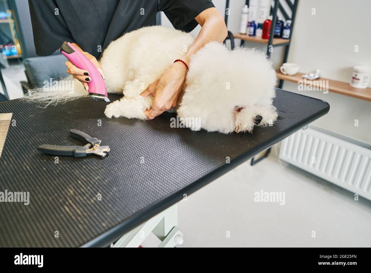 Fresh Look at Veterinary Procedures Hi Res Stock Photography And Images